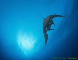 Manta swims into the sun in the Red sea by Gabriel De Leon Jr 